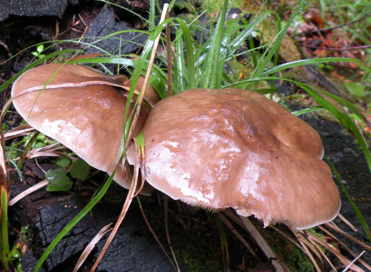 Pluteus cervinus?